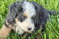 Ocean, a female Bernedoodle for sale in Shipshewana, IN – 9 of 10