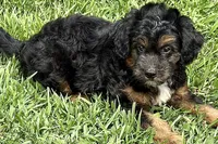 Odin, a male Miniature Bernedoodle for sale in Shipshewana, IN – 8 of 10