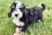 Oak, a male Bernedoodle for sale in Shipshewana, IN – 10 of 10