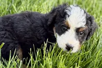 Ocean, a female Bernedoodle for sale in Shipshewana, IN – 5 of 10