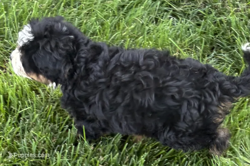 Joella – Bernedoodle puppy for sale in Shipshewana, IN