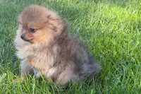 Toby, a male Pomeranian for sale in Shipshewana, IN – 10 of 10