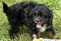 Omar, a male Miniature Bernedoodle for sale in Shipshewana, IN – 2 of 9