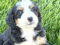 Oreo, a male Bernedoodle for sale in Shipshewana, IN – 10 of 10
