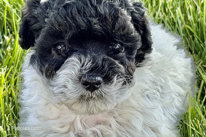 Poppy  – Poodle - Miniature  puppy for sale in Shipshewana, IN