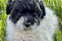 Poppy , a female Poodle - Miniature  for sale in Shipshewana, IN – 1 of 9