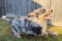 Yeller, a male Miniature Bernedoodle for sale in Shipshewana, IN – 2 of 10