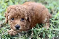 Bristol, a female Poodle - Toy  for sale in Shipshewana, IN – 7 of 9