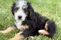 Oreo, a male Bernedoodle for sale in Shipshewana, IN – 7 of 10