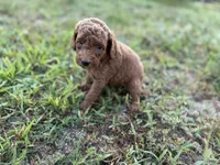 Chip, a male Poodle - Toy  for sale in Shipshewana, IN – 8 of 10