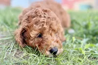 Whisper, a female Miniature Goldendoodle for sale in Shipshewana, IN – 8 of 8