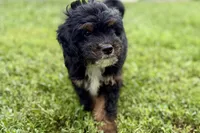 Omar, a male Miniature Bernedoodle for sale in Shipshewana, IN – 5 of 9