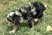 Orville, a male Miniature Bernedoodle for sale in Shipshewana, IN – 3 of 7
