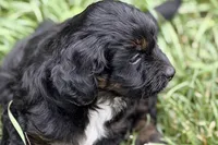 Olivia , a female Bernedoodle for sale in Shipshewana, IN – 5 of 9