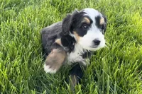 Otis , a male Bernedoodle for sale in Shipshewana, IN – 5 of 9