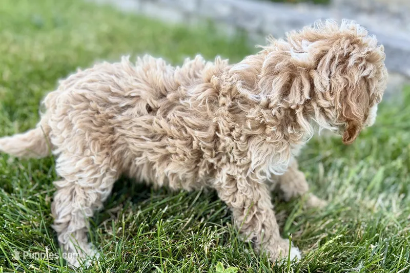 Orvan  – Goldendoodle puppy for sale in Shipshewana, IN