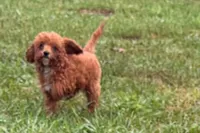 Benny, a male Poodle - Toy  for sale in Shipshewana, IN – 2 of 8