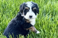 Oscar, a male Bernedoodle for sale in Shipshewana, IN – 1 of 9