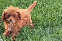 Benny, a male Poodle - Toy  for sale in Shipshewana, IN – 8 of 9