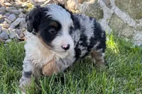Jimmy, a male Bernedoodle for sale in Shipshewana, IN – 2 of 8