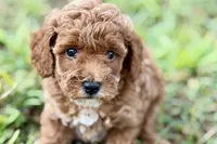Bailey, a female Poodle - Toy  for sale in Shipshewana, IN – 6 of 10