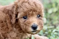 Bristol, a female Poodle - Toy  for sale in Shipshewana, IN – 3 of 9