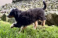 Ocean, a female Bernedoodle for sale in Shipshewana, IN – 9 of 9