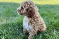 Olive , a female Goldendoodle for sale in Shipshewana, IN – 3 of 9