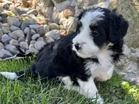 Julia, a female Bernedoodle for sale in Shipshewana, IN – 2 of 8