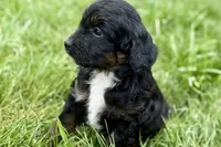 Olivia , a female Bernedoodle for sale in Shipshewana, IN – 8 of 9