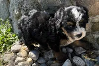Joella, a female Bernedoodle for sale in Shipshewana, IN – 5 of 6