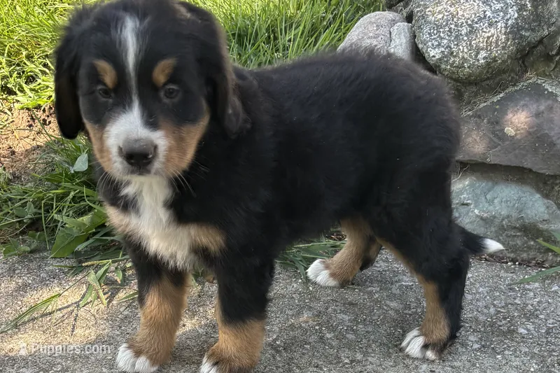 Honey – Bernese Mountain Dog puppy for sale in Shipshewana, IN