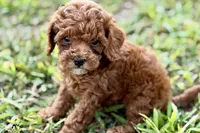 Bree, a female Poodle - Toy  for sale in Shipshewana, IN – 3 of 9