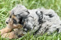 Orbana, a female Bernedoodle for sale in Shipshewana, IN – 3 of 9
