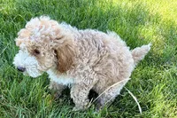 Orvan , a male Goldendoodle for sale in Shipshewana, IN – 4 of 10