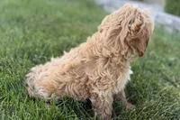 Olive , a female Goldendoodle for sale in Shipshewana, IN – 4 of 9