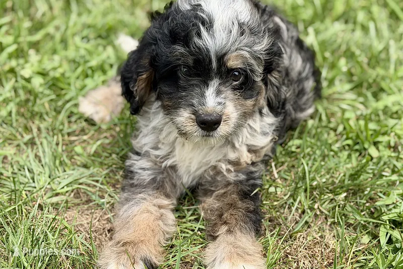 Orville – Bernedoodle puppy for sale in Shipshewana, IN