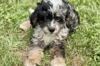 Orville, a male Miniature Bernedoodle for sale in Shipshewana, IN – 1 of 7