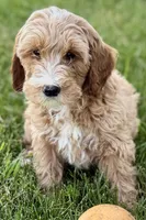 Olin, a male Goldendoodle for sale in Shipshewana, IN – 6 of 7
