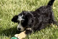 Oaklynn, a female Bernedoodle for sale in Shipshewana, IN – 5 of 9