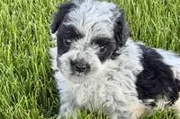 Patch , a male Poodle - Miniature  for sale in Shipshewana, IN – 10 of 10