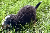 Ocean, a female Bernedoodle for sale in Shipshewana, IN – 8 of 9