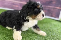 Mike, a male Miniature Bernedoodle for sale in Shipshewana, IN – Photo 6 of 10