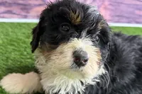 Mike, a male Miniature Bernedoodle for sale in Shipshewana, IN – Photo 9 of 10