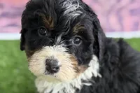 Mike, a male Miniature Bernedoodle for sale in Shipshewana, IN – Photo 2 of 10