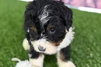 Mike, a male Miniature Bernedoodle for sale in Shipshewana, IN – Photo 4 of 10