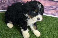 Mike, a male Miniature Bernedoodle for sale in Shipshewana, IN – Photo 1 of 10