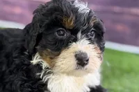 Mike, a male Miniature Bernedoodle for sale in Shipshewana, IN – Photo 3 of 10
