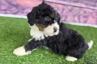 Mike, a male Miniature Bernedoodle for sale in Shipshewana, IN – Photo 8 of 10