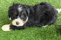 Mike, a male Miniature Bernedoodle for sale in Shipshewana, IN – Photo 10 of 10